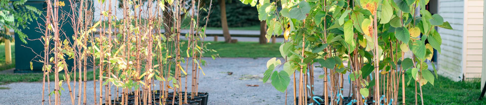 saplings