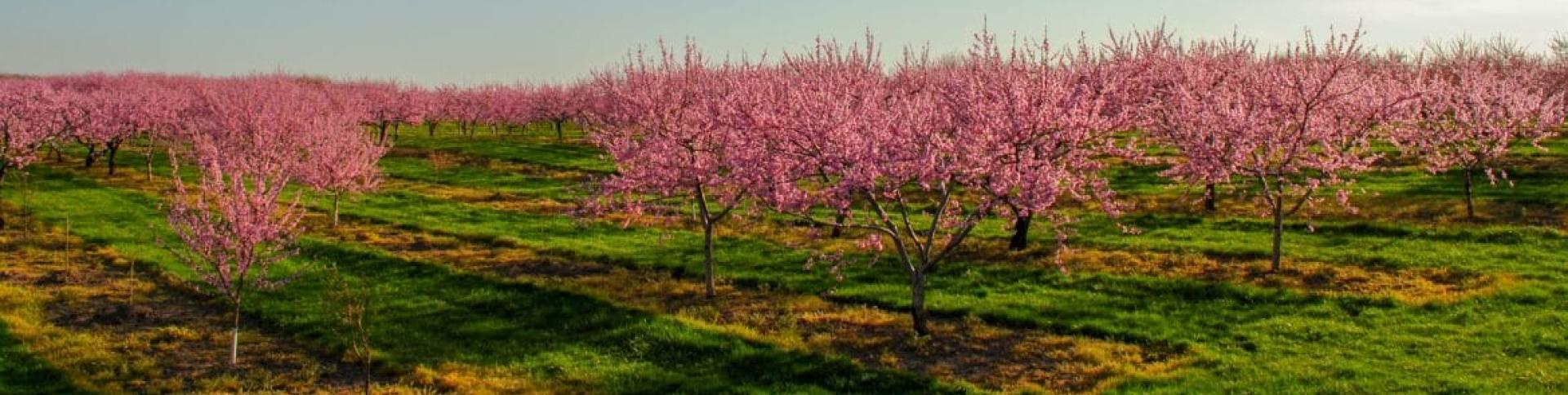 Cherry blossoms in a field