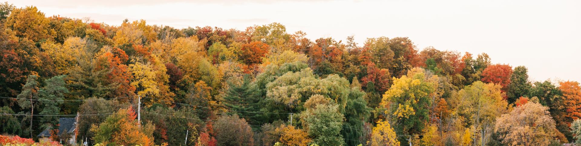 Lincoln landscape
