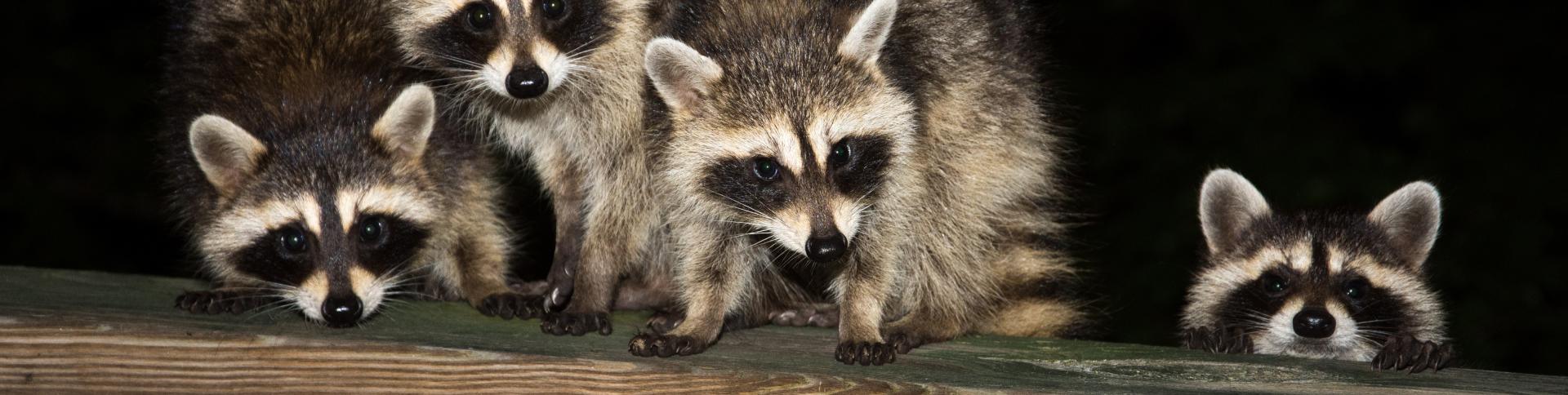 Racooons