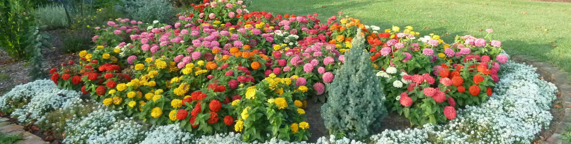 Lincoln In Bloom