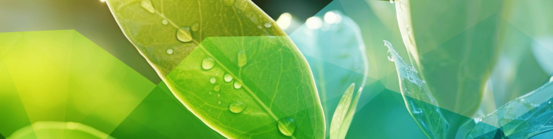 Leaves in forest with dew