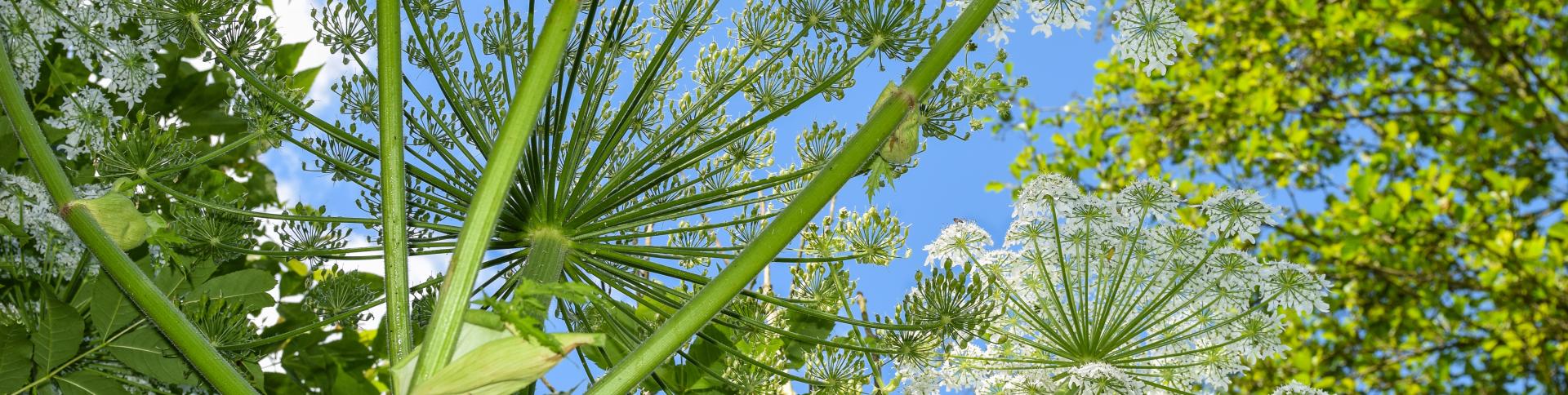 Giant hogweed