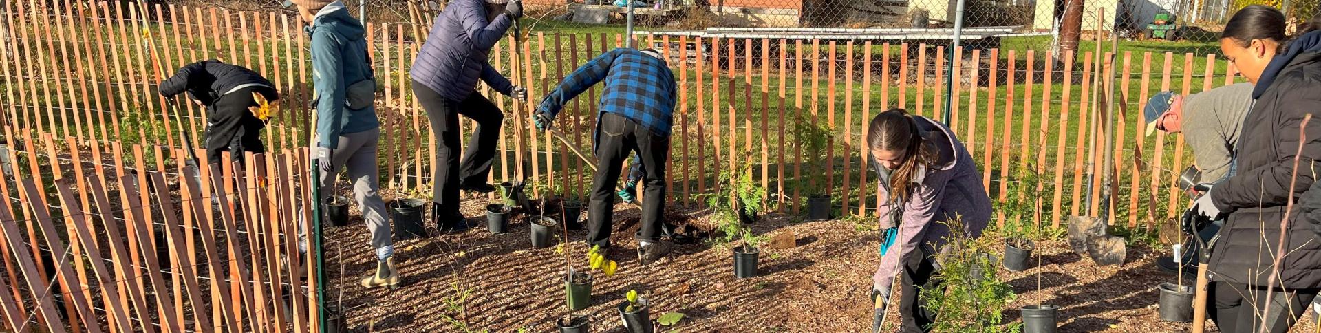 Volunteers planting trees