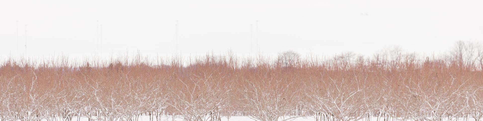 Vineyard in Lincoln with snow on the ground.