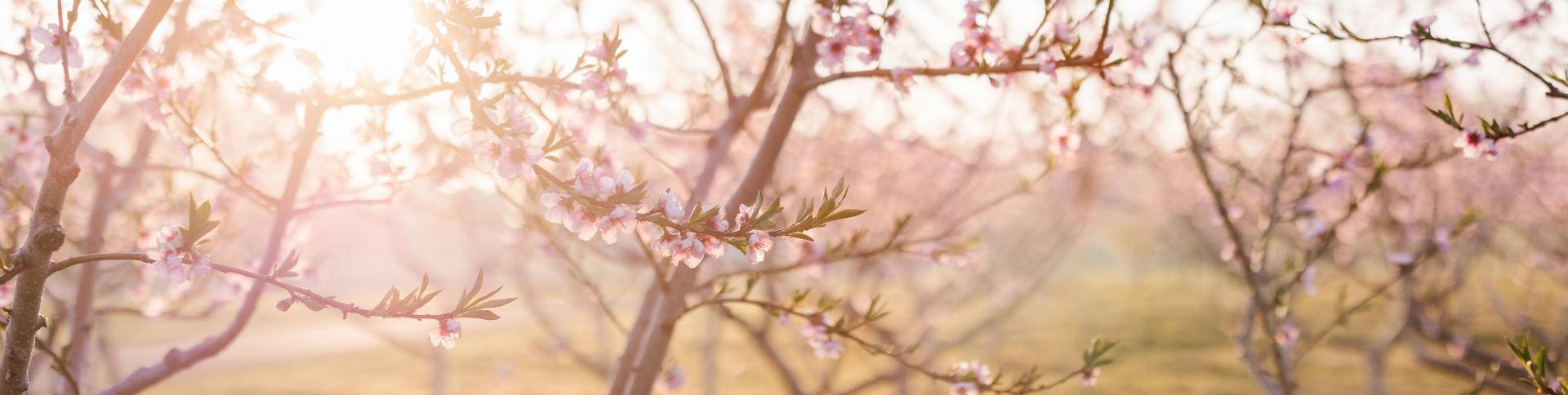 Springtime cherry blossom trees with sunny weather in Lincoln, Ontario.
