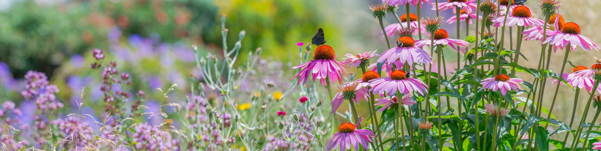 Garden of pink echinacea flowers