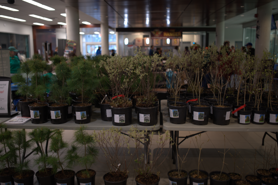 Series of Trees Ready to Find a Home