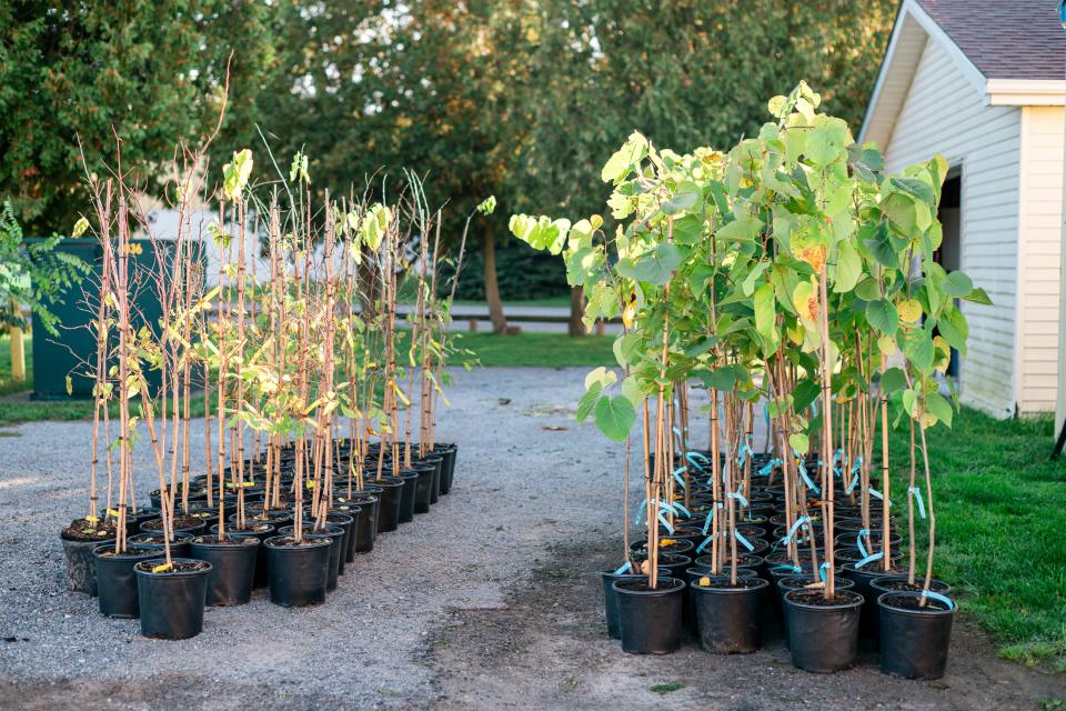 saplings