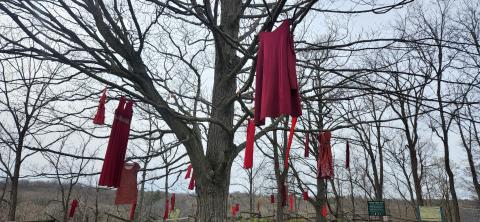 Red dresses hanging in trees in recognition of Red Dress Day
