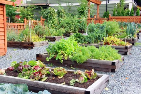 Vegetable gardens in boxes