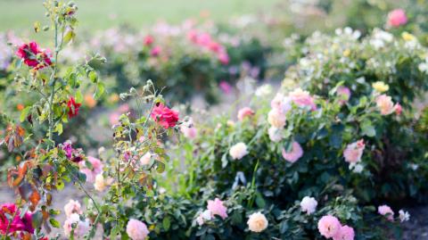 Rose garden