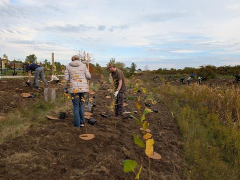 people planting trees along the creek