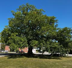Grand Oak Tree